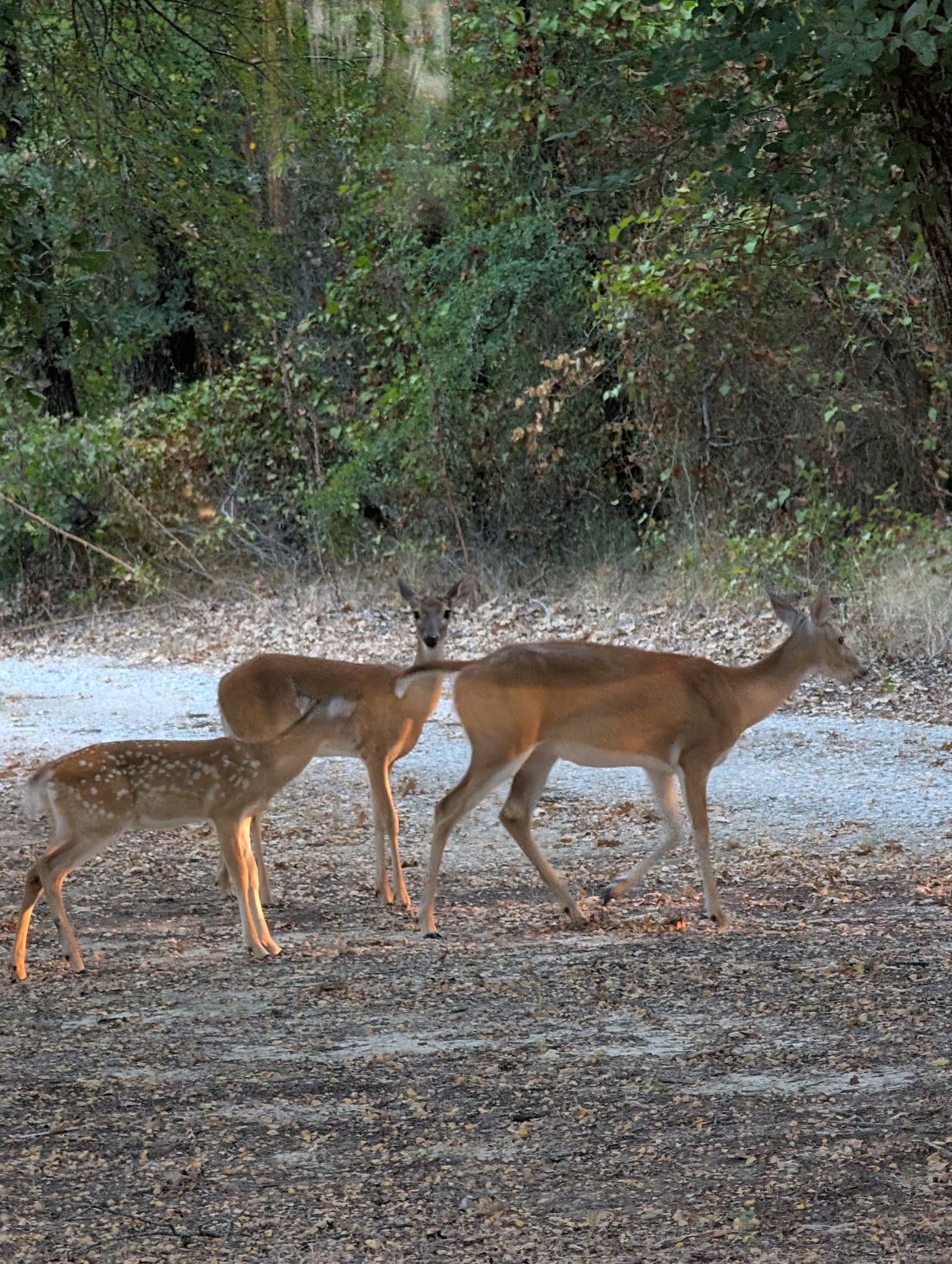 Deer Near the Driveway at 3207 FM 2048