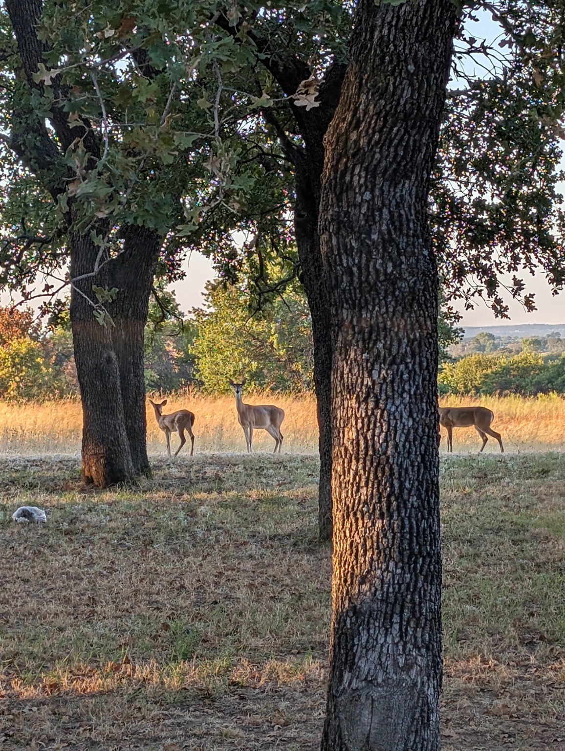Deer Among the Trees at 3207 FM 2048